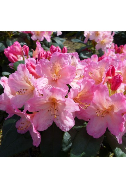 Rhododendron Percy Wiseman купити